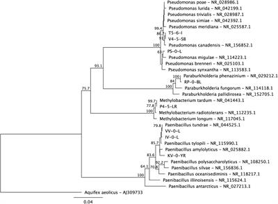 Ni(II) Interactions in Boreal Paenibacillus sp., Methylobacterium sp., Paraburkholderia sp., and Pseudomonas sp. Strains Isolated From an Acidic, Ombrotrophic Bog